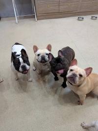 フレンチブルドック