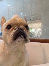 フレンチブルドック